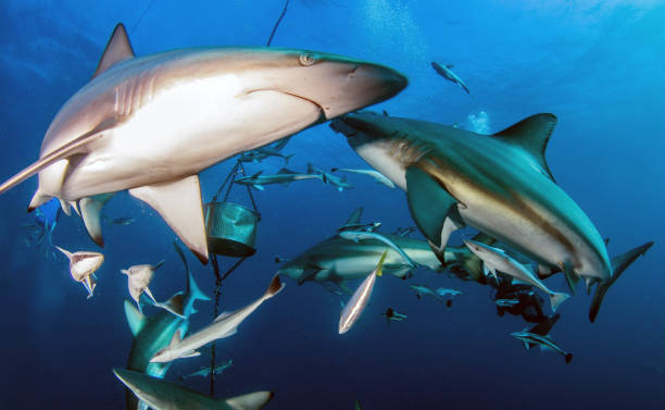 istock Blacktip reef sharks in South Africa 1013789544