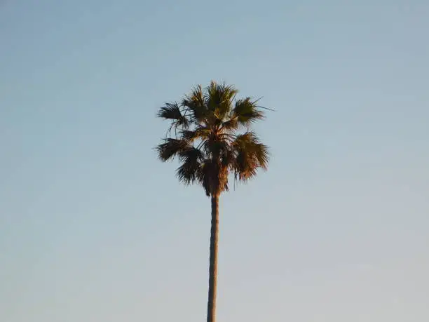 A tall standing palm tree catching attention of the human eye.