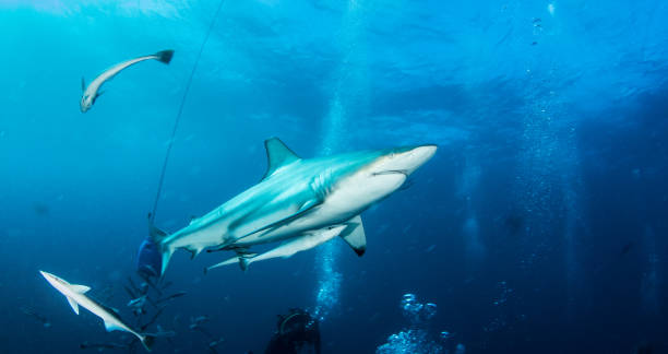 istock Blacktip reef shark at South Africa 1013792734