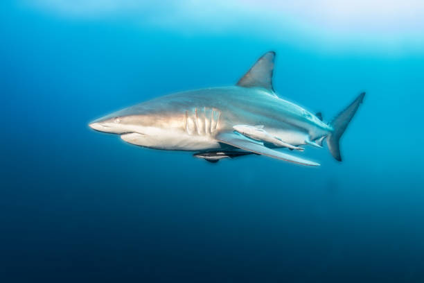 istock Blacktip reef shark at South Africa 1013792800