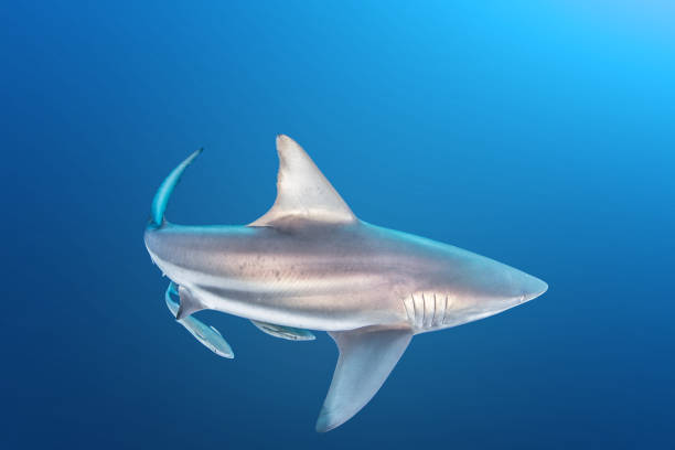 istock Blacktip reef shark at South Africa 1013792838
