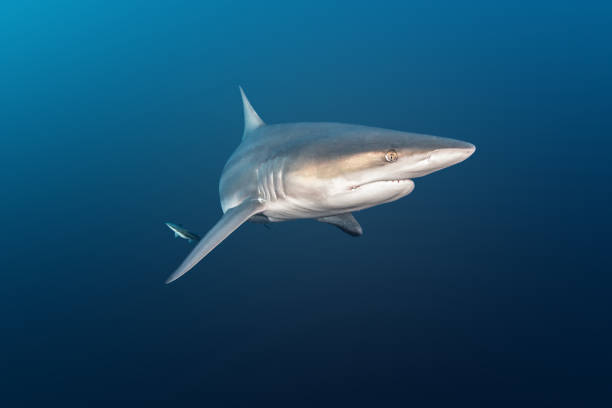 istock Blacktip reef shark at South Africa 1013792886