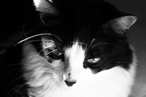 istock Black and white cat/feline with black nose 1013795752