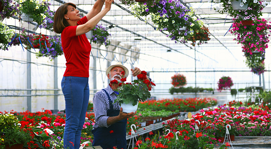 Closeup of two mature people taking care of their flower greenhouse. They are taking care of potted flowers and making sure they are looking healthy and vibrant. The lady is standing on a ladder while her husband is standing next to her and handing over a potted flower.