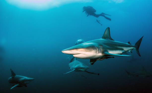 istock Blacktip reef shark at South Africa 1013803114