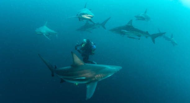 istock Blacktip reef shark at South Africa 1013803262