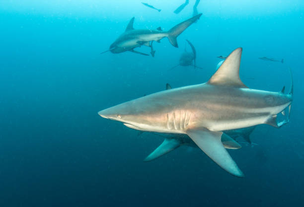 istock Blacktip reef shark at South Africa 1013803408