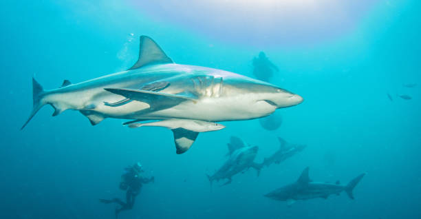 istock Blacktip reef shark at South Africa 1013803446