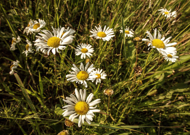 istock A Group Of Daisies In A Meadow 1013807258