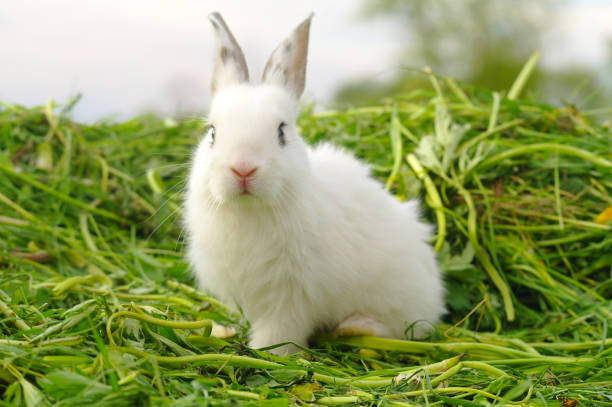 istock Funny baby white rabbit in grass 1013809864