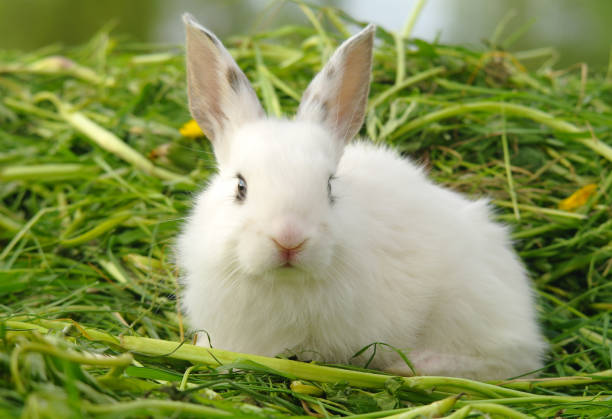 istock Funny baby white rabbit in grass 1013809890