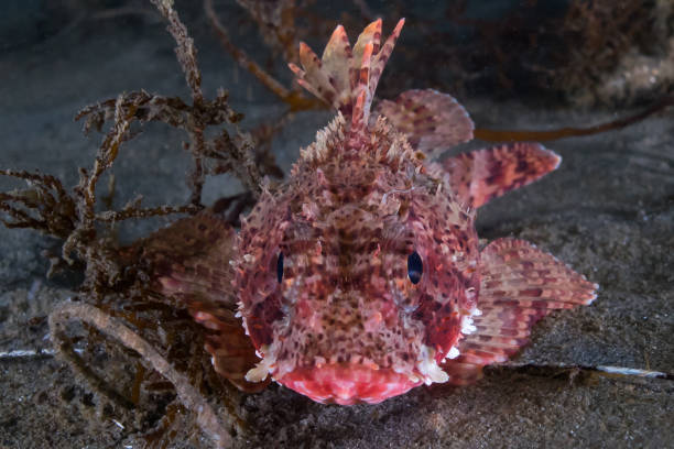 istock California Scorpion Fish (Sculpin) in Redondo Beach 1013810012