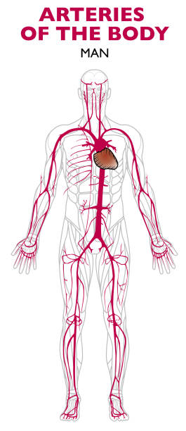 ilustraciones, imágenes clip art, dibujos animados e iconos de stock de arterias en el cuerpo humano, anatomía. - human heart human cardiovascular system people human vein