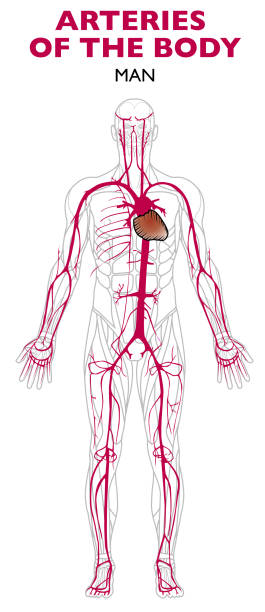 ilustrações, clipart, desenhos animados e ícones de artérias do corpo humano, anatomia. - human heart human cardiovascular system people human vein