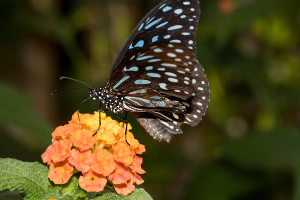 istock a blue speckled butterfly on an orange blossom 1013810682