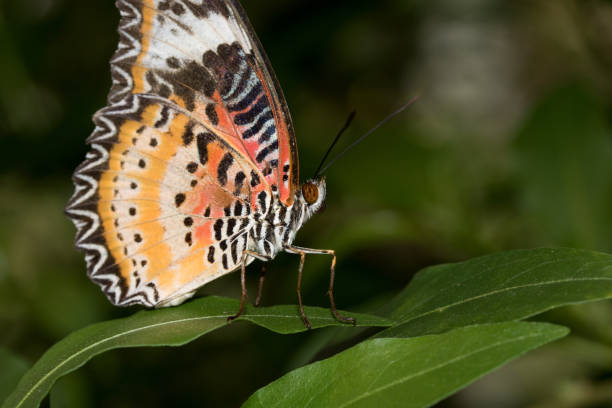 istock extreme close up of leopards net falter with rolled proboscis 1013810920