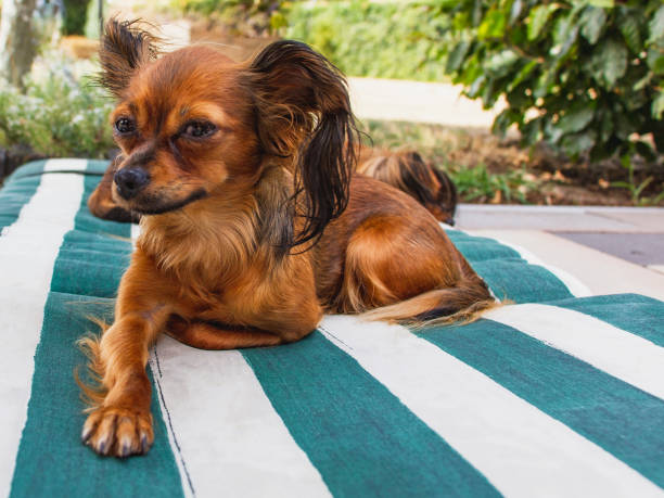 Two dogs in the garden. Russian long haired Toy Terrier (A long haired Russkiy Toy). Cute Dog Russkiy Toy (Russian Toy Terrier) With Big Ears in the garden on a stripe mattress russkiy toy stock pictures, royalty-free photos & images