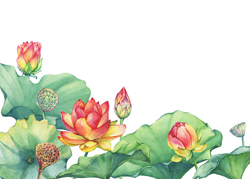 Border, frame of pink lotus flower with leaves, seed head, bud (water lily, Indian lotus, sacred lotus, Egyptian lotus). Watercolor hand drawn painting illustration isolated on white background.