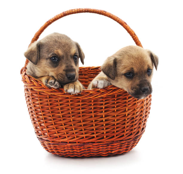 istock Puppies in a basket. 1013814370