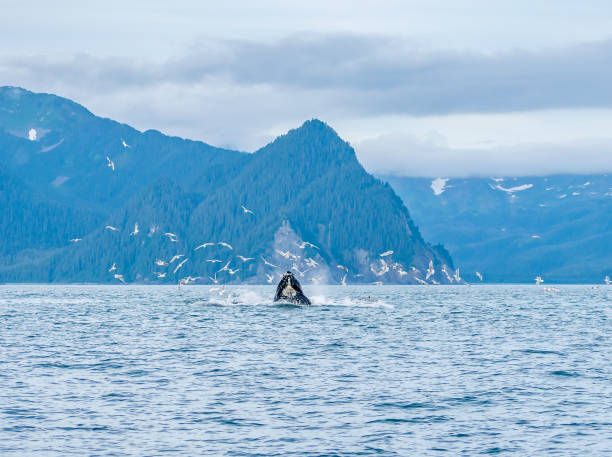 istock Humpback whales in Alaska 1013816784
