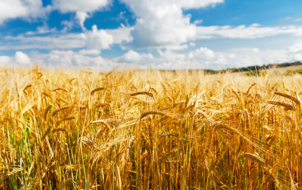 istock Field of barley in a summer day 1013817224