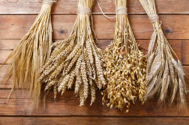 Photo of ears of wheat, rye, barley and oats on wooden background