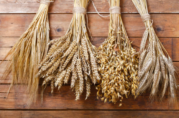 уши пшеницы, ржи, ячменя и овса на деревянном фоне - barley стоковые фото и изображения