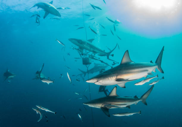 istock Blacktip reef shark in South Africa 1013817398