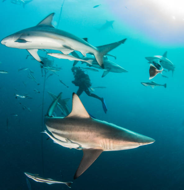 istock Blacktip reef shark in South Africa 1013817436