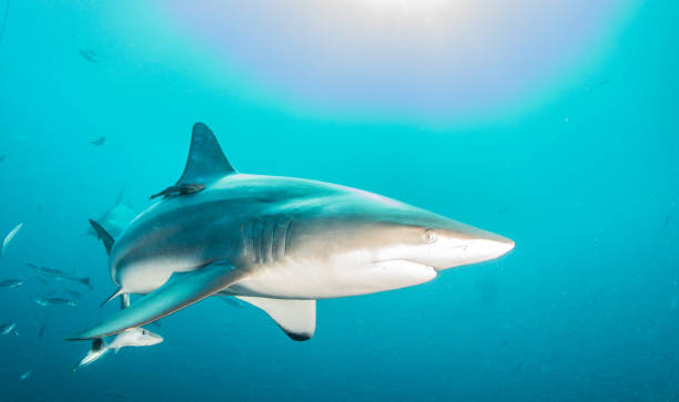 istock Blacktip reef shark in South Africa 1013817450