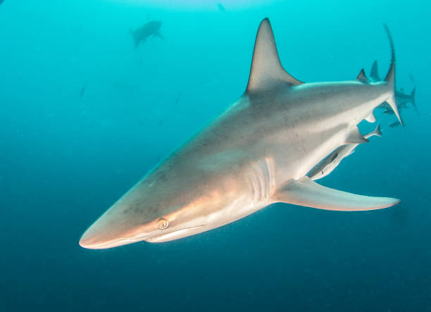 istock Blacktip reef shark in South Africa 1013817558