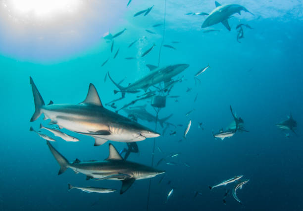 istock Blacktip reef shark in South Africa 1013819992