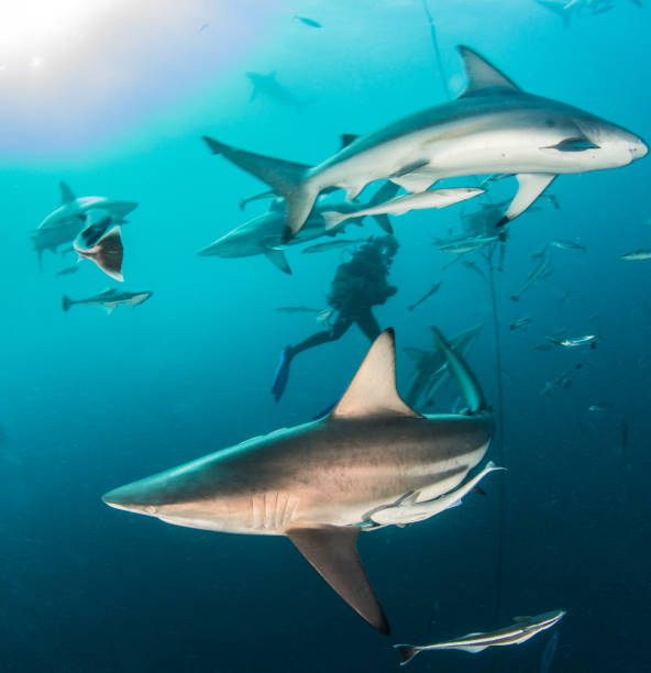 istock Blacktip reef shark in South Africa 1013820144