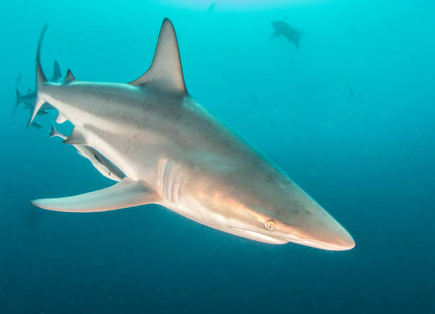 istock Blacktip reef shark in South Africa 1013820152