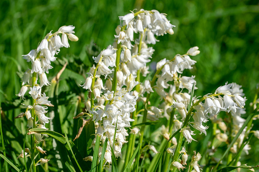 White bluebell wild flowers