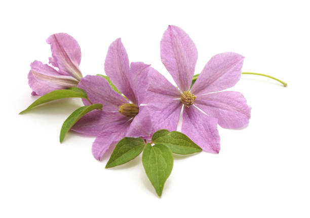 istock Bouquet of purple clematis. 1013823174