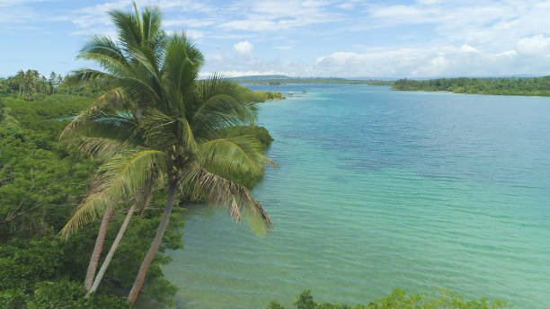 istock AERIAL: Stunning palm trees and emerald ocean ornate tropical island scenery 1013829216