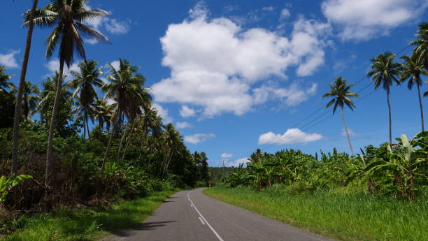 istock Tall palm trees stretch over empty asphalt road running through sunny island. 1013829430