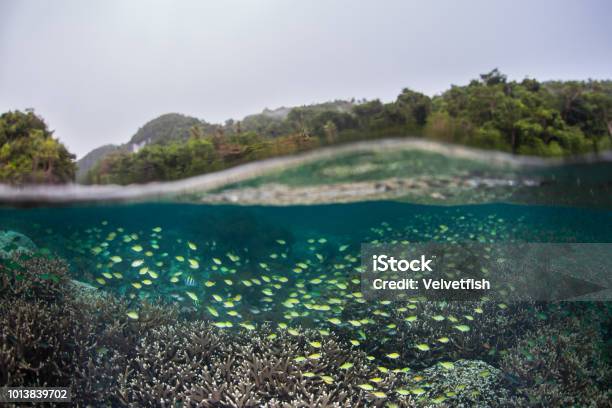 School Of Fish In Shallows Of Raja Ampat Stock Photo - Download Image Now - Biodiversity, Adventure, Animal Wildlife