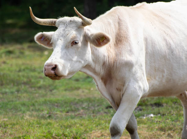 istock A White cow in the New Forest 1013842204