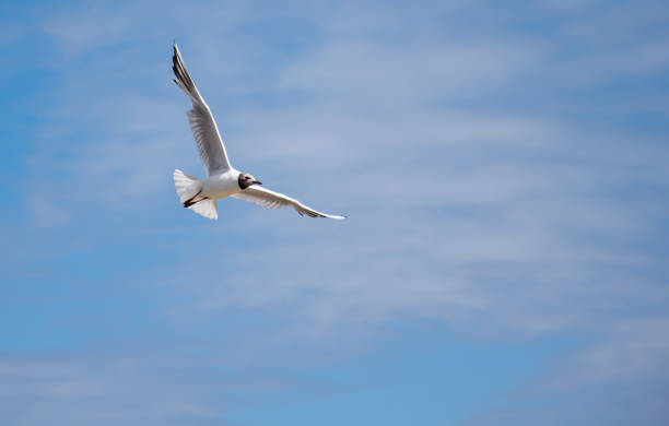 istock A Black headed gull in Summer plumage flying on a sunny day 1013842482