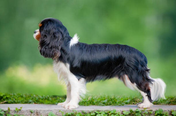 istock King Charles spaniel dog stands 1013842576