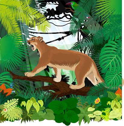 Báo Sư Tử Vectorpuma Hoặc Sư Tử Núi Và Toucanet Mông Đỏ Thẫm Trong Rừng Nhiệt Đới Hình minh họa Sẵn có - Tải xuống Hình ảnh Ngay bây giờ - iStock Báo Sư Tử Vectorpuma Hoặc Sư Tử Núi Và Toucanet Mông Đỏ Thẫm Trong Rừng Nhiệt Đới Hình minh họa Sẵn có - Tải xuống Hình ảnh Ngay bây giờ - iStock