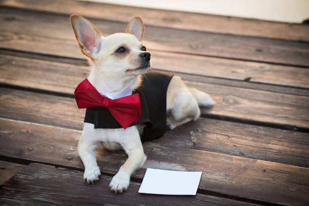istock A dog in fashionable clothes 1013847812