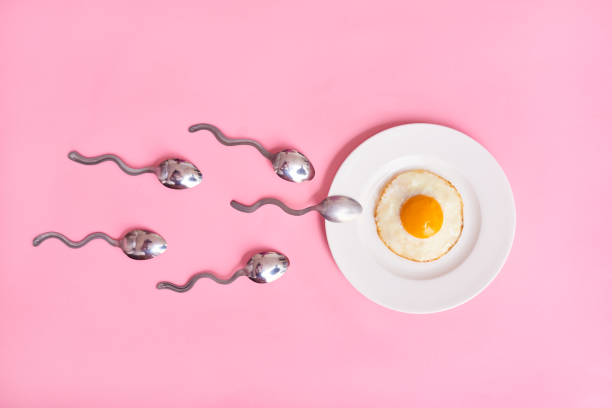 Conception of fertilization. Fried egg in white plate, and spoon stock photo