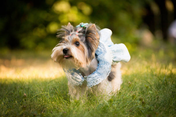 A dog in a beautiful tender dress in the grass