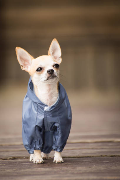 istock Little dog in clothes. 1013850298
