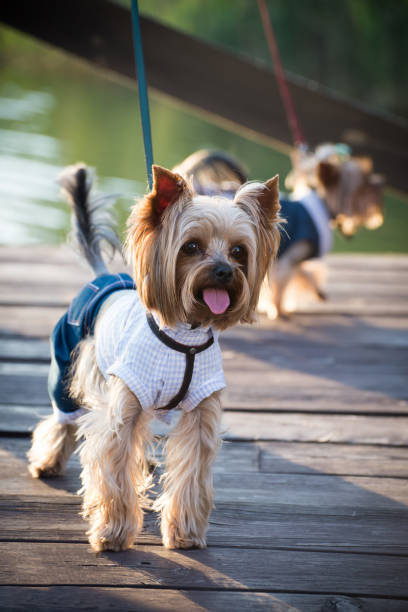 istock A dog in  clothes walks. 1013850444