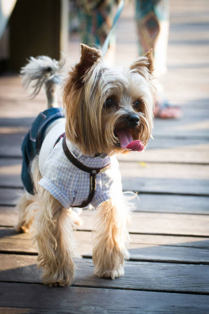 istock A dog in  clothes walks. 1013850526