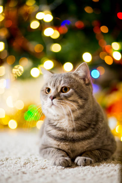 istock Large gray Cat without breed near the Christmas tree with garlands 1013850722